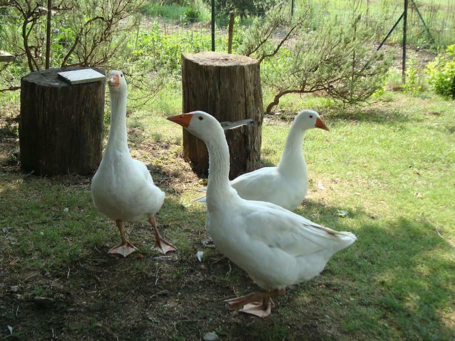 Agriturismo Podere Molino ペッチョリ エクステリア 写真