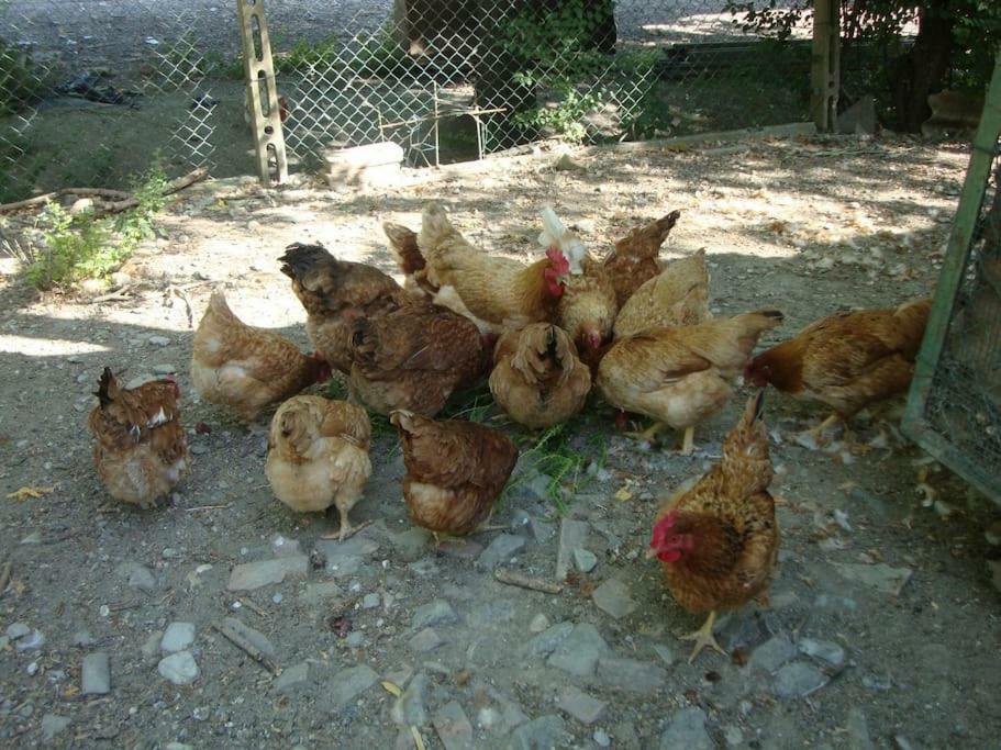 Agriturismo Podere Molino ペッチョリ エクステリア 写真